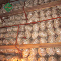 china coldroom garlic new crop